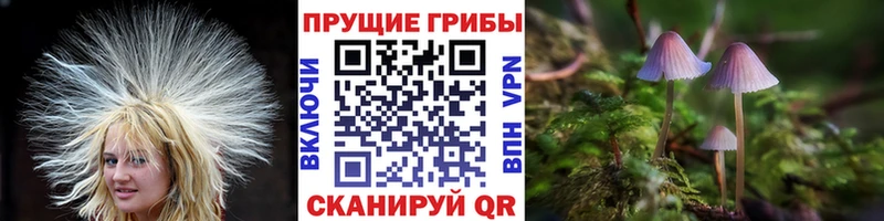 Купить где  Красавино  Галлюциногенные грибы GOLDEN TEACHER 
