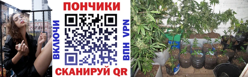 Канабис сатива  Купить  Красавино 